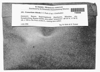 Cronartium ribicola image